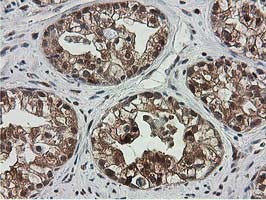 SMS Antibody in Immunohistochemistry (Paraffin) (IHC (P))