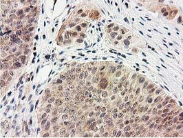 SMS Antibody in Immunohistochemistry (Paraffin) (IHC (P))