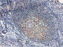 SMS Antibody in Immunohistochemistry (Paraffin) (IHC (P))