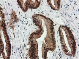 SMS Antibody in Immunohistochemistry (Paraffin) (IHC (P))