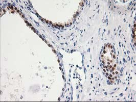 SMS Antibody in Immunohistochemistry (Paraffin) (IHC (P))