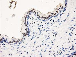 SMS Antibody in Immunohistochemistry (Paraffin) (IHC (P))