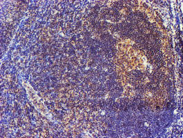 SMS Antibody in Immunohistochemistry (Paraffin) (IHC (P))