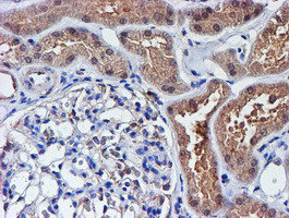 SMS Antibody in Immunohistochemistry (Paraffin) (IHC (P))