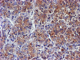 SMS Antibody in Immunohistochemistry (Paraffin) (IHC (P))