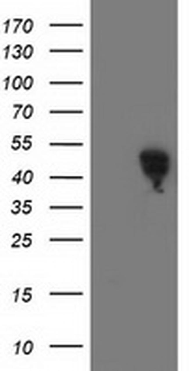 SMS Antibody in Western Blot (WB)