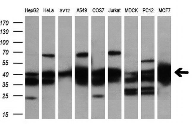 SMS Antibody in Western Blot (WB)