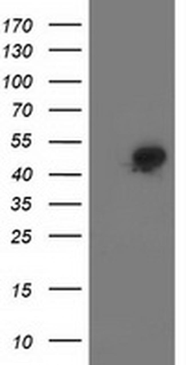 SMS Antibody in Western Blot (WB)