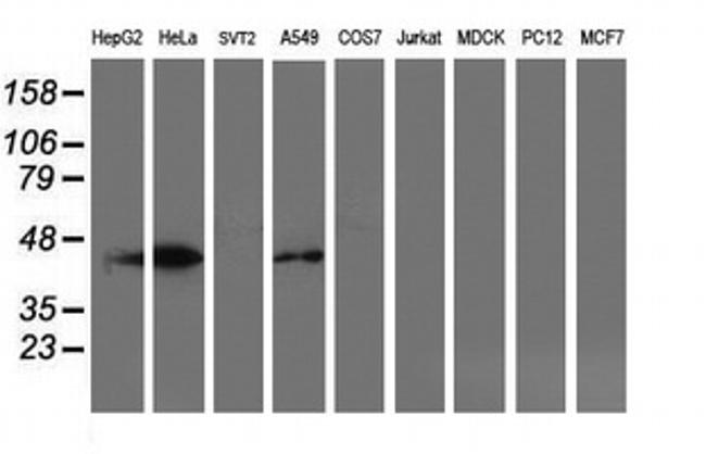 SMS Antibody in Western Blot (WB)