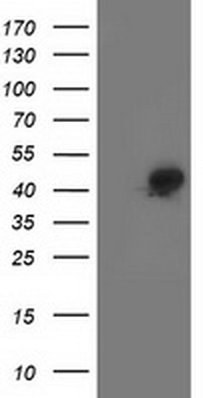 SMS Antibody in Western Blot (WB)