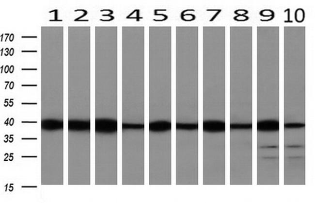 SMS Antibody in Western Blot (WB)