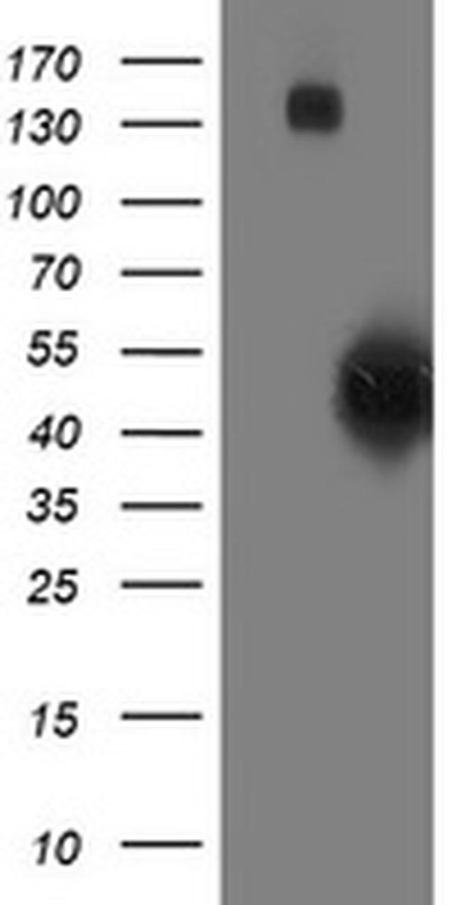 SMS Antibody in Western Blot (WB)