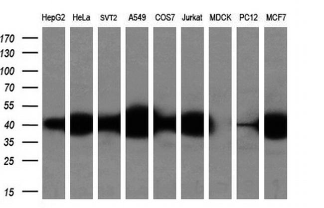 SMS Antibody in Western Blot (WB)