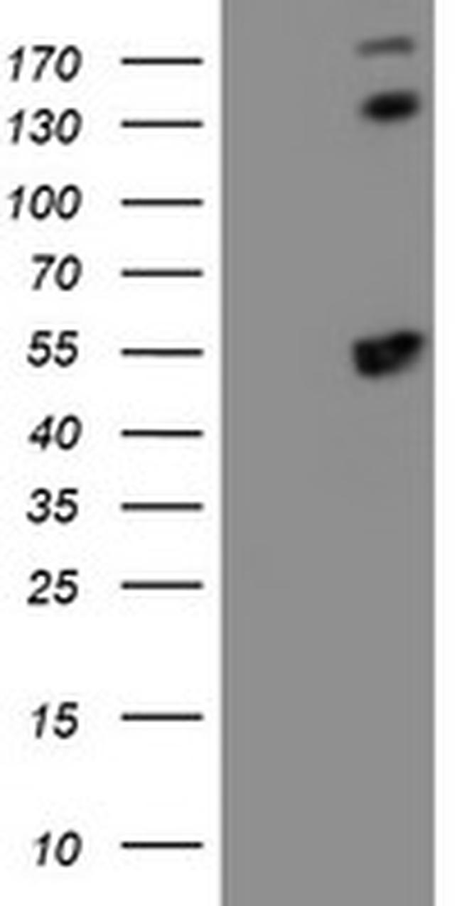 SMS Antibody in Western Blot (WB)