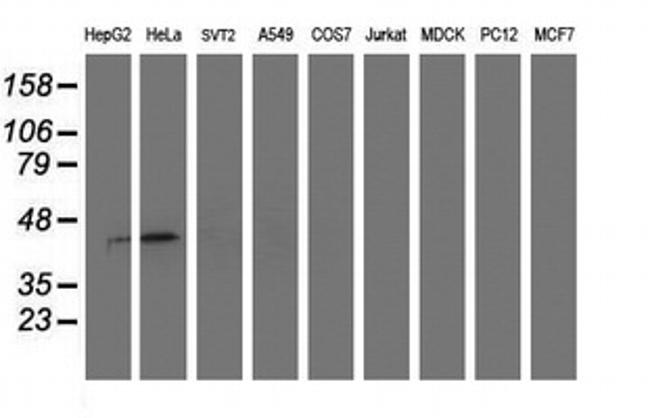 SMS Antibody in Western Blot (WB)