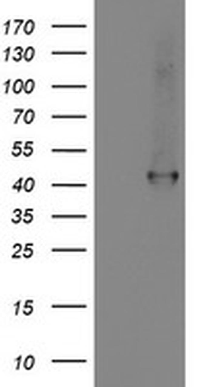 SMS Antibody in Western Blot (WB)