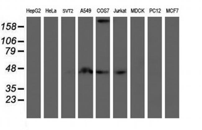 SMS Antibody in Western Blot (WB)