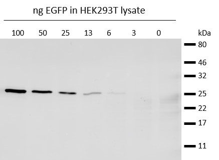 Mouse IgG1 VHH Secondary Antibody in Western Blot (WB)