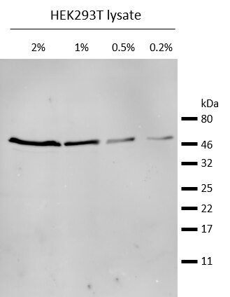 Mouse IgG2b VHH Secondary Antibody in Western Blot (WB)