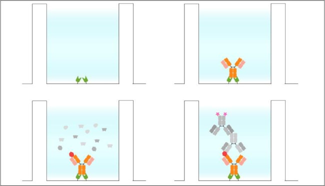 Mouse IgG1, Fc-specific VHH Secondary Antibody in ELISA (ELISA)