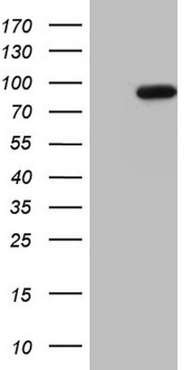 SMURF2 Antibody in Western Blot (WB)