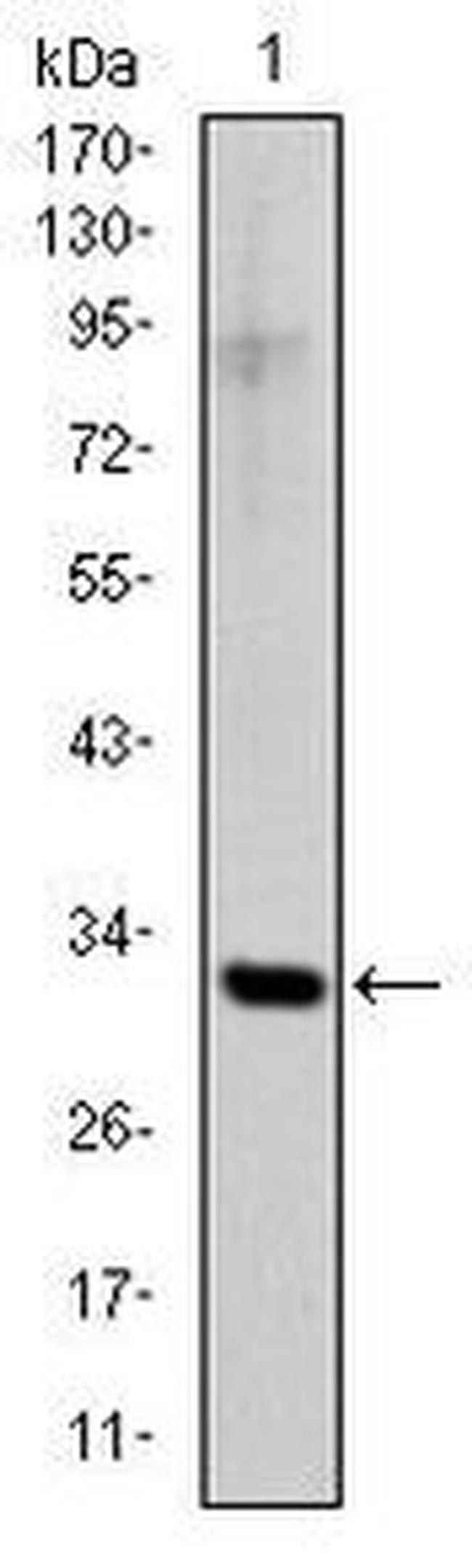 SNAIL Antibody in Western Blot (WB)