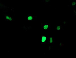 SNAI2 Antibody in Immunocytochemistry (ICC/IF)