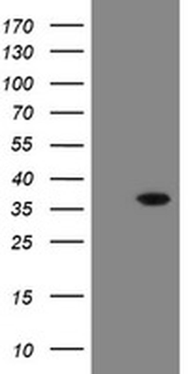 SNAI2 Antibody in Western Blot (WB)