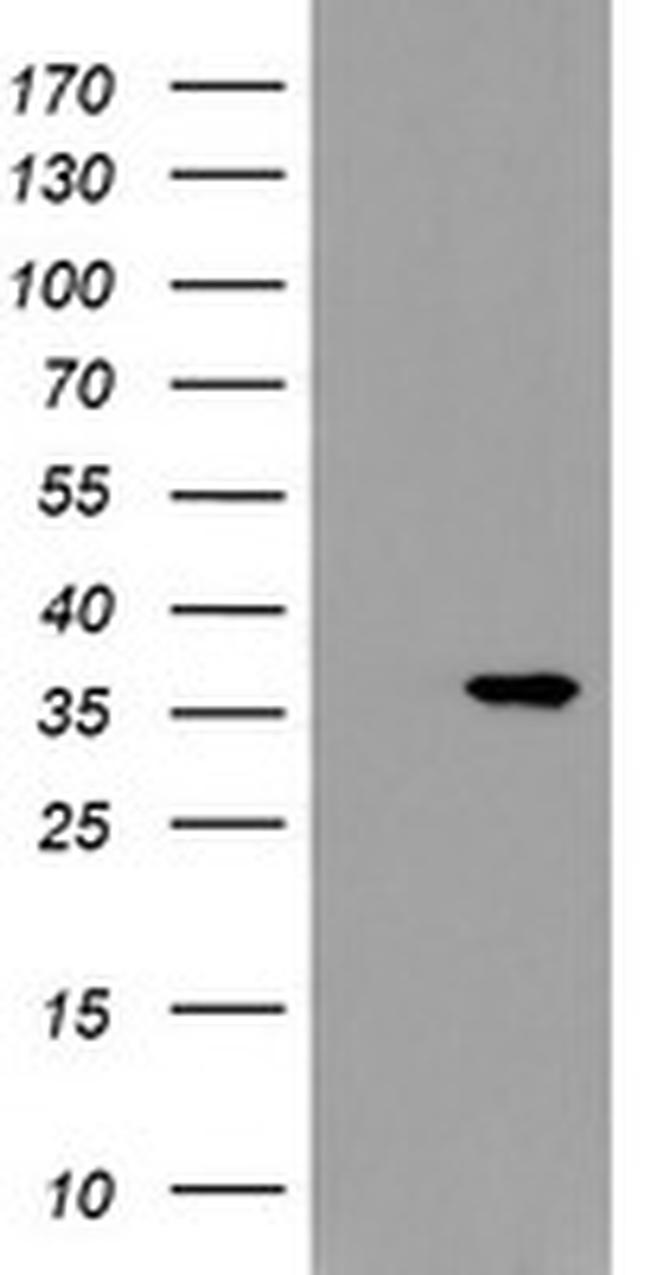 SNAI2 Antibody in Western Blot (WB)