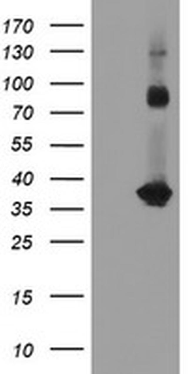 SNAI2 Antibody in Western Blot (WB)