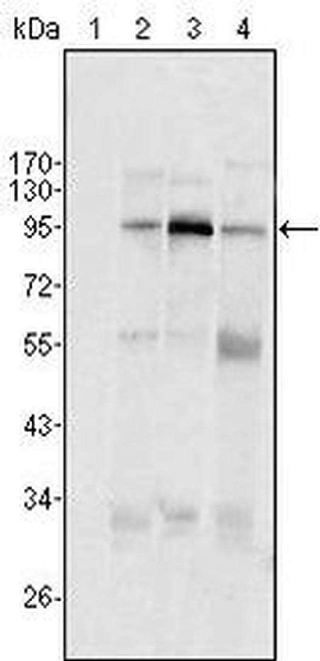 SND1 Antibody in Western Blot (WB)