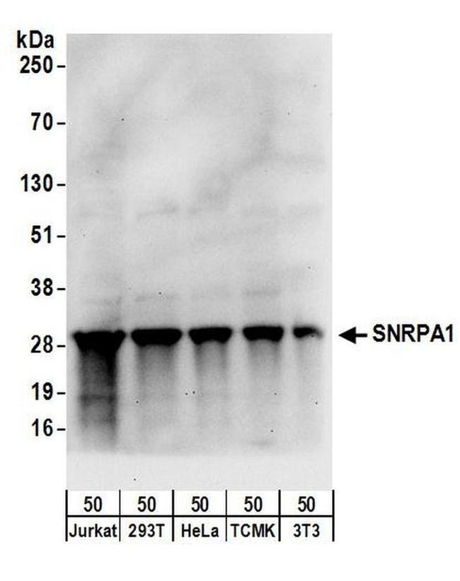 SNRPA1 Antibody in Western Blot (WB)