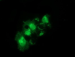 SNTA1 Antibody in Immunocytochemistry (ICC/IF)