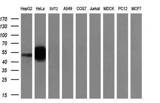 SNTA1 Antibody in Western Blot (WB)