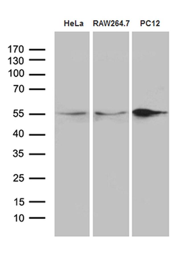 SNX4 Antibody in Western Blot (WB)