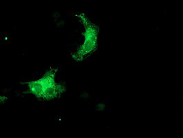 SNX8 Antibody in Immunocytochemistry (ICC/IF)