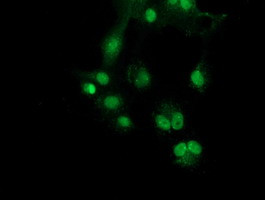 SNX8 Antibody in Immunocytochemistry (ICC/IF)