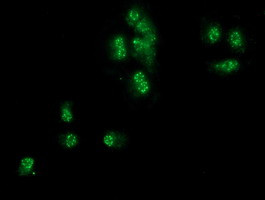 SNX8 Antibody in Immunocytochemistry (ICC/IF)