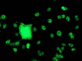 SNX8 Antibody in Immunocytochemistry (ICC/IF)