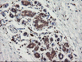 SNX8 Antibody in Immunohistochemistry (Paraffin) (IHC (P))