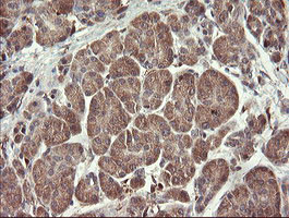 SNX8 Antibody in Immunohistochemistry (Paraffin) (IHC (P))