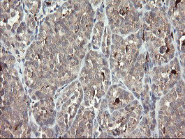 SNX8 Antibody in Immunohistochemistry (Paraffin) (IHC (P))