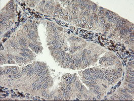 SNX8 Antibody in Immunohistochemistry (Paraffin) (IHC (P))