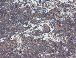 SNX8 Antibody in Immunohistochemistry (Paraffin) (IHC (P))