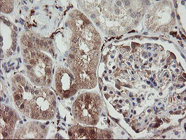 SNX8 Antibody in Immunohistochemistry (Paraffin) (IHC (P))