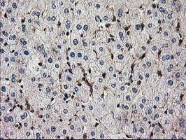 SNX8 Antibody in Immunohistochemistry (Paraffin) (IHC (P))