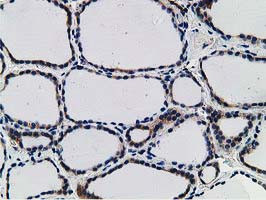 SNX8 Antibody in Immunohistochemistry (Paraffin) (IHC (P))