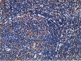 SNX8 Antibody in Immunohistochemistry (Paraffin) (IHC (P))