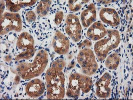 SNX8 Antibody in Immunohistochemistry (Paraffin) (IHC (P))