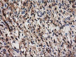 SNX8 Antibody in Immunohistochemistry (Paraffin) (IHC (P))